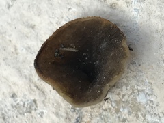 Urnula
