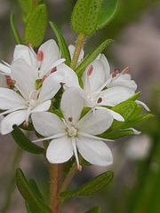 Agathosma planifolia
