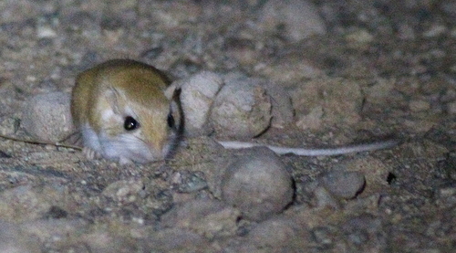 Lesser Egyptian Gerbil