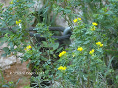 Hippocrepis emerus emerus