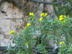 Hippocrepis emerus emerus