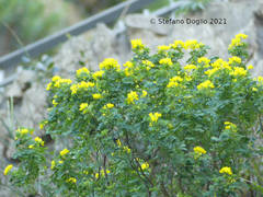 Hippocrepis emerus emerus