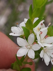 Agathosma planifolia