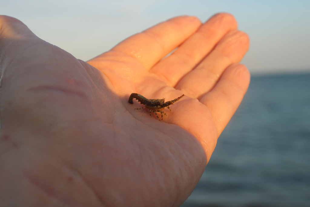 Photo of Caribbean spiny lobster (Panulirus argus)