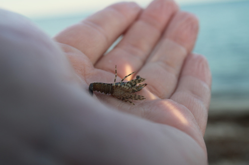 Photo of Caribbean spiny lobster (Panulirus argus)