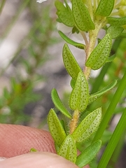 Agathosma planifolia
