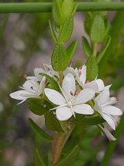 Agathosma planifolia