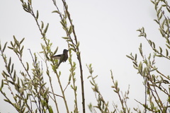 Sephanoides sephaniodes