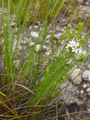 Agathosma planifolia