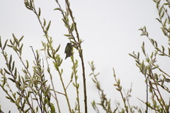 Sephanoides sephaniodes