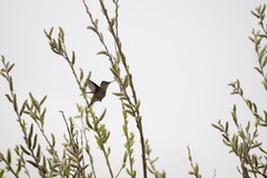 Sephanoides sephaniodes