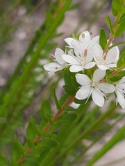 Agathosma planifolia