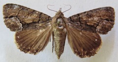 Cropia ruthaea