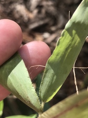 Dichanthelium commutatum commutatum