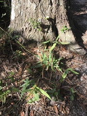 Dichanthelium commutatum commutatum