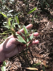 Dichanthelium commutatum commutatum