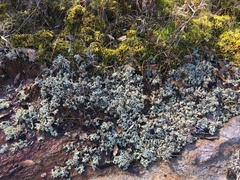 Cladonia caroliniana