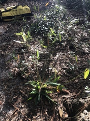 Dichanthelium commutatum commutatum