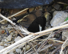 Altinote ozomene nox