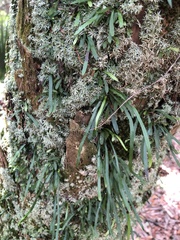 Vittaria lineata image