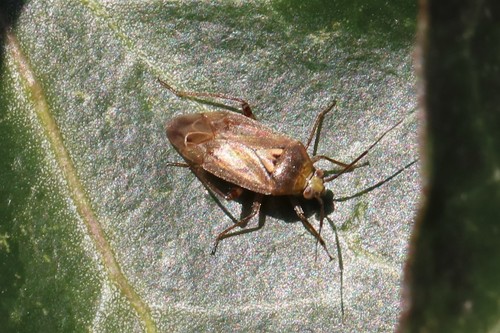 European Tarnished Plant Bug, Wageningen, Nederland, photo 4 of 10