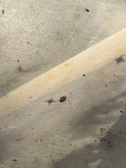 Adalia decempunctata