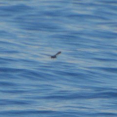 Hydrobates leucorhous