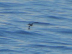 Hydrobates leucorhous
