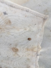 Adalia decempunctata