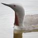 Red-throated Loon - Photo (c) hillanddale, some rights reserved (CC BY-NC)