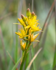 Narthecium ossifragum