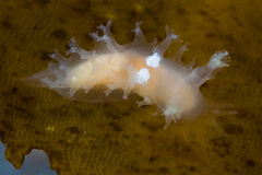 Tritonicula myrakeenae