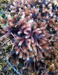 Orthothecium rufescens