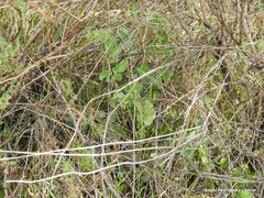 Pimpinella villosa