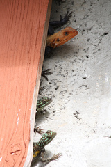 Agama picticauda image