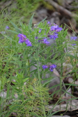 Lathyrus palustris pilosus