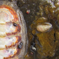 Eatoniella