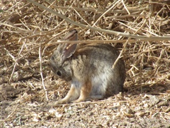 Sylvilagus audubonii