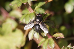 Diptera