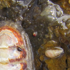 Eatoniella