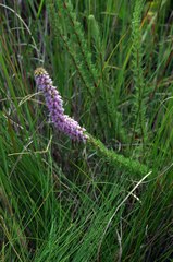 Erica alopecurus