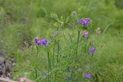 Lathyrus palustris pilosus