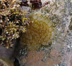 Cominella virgata