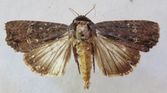 Dypterygia ordinarius