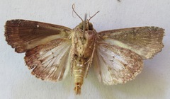 Dypterygia ordinarius