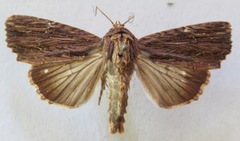 Dypterygia ordinarius