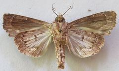 Dypterygia ordinarius