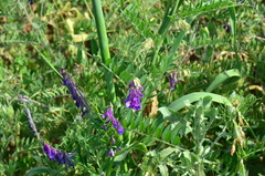 Vicia villosa villosa