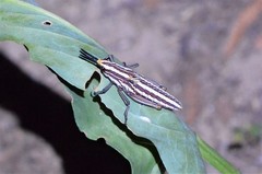 Dictyophorus griseus