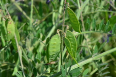 Vicia villosa villosa
